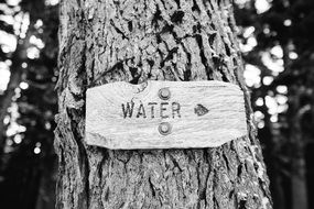 sign water on a tree in monochrome