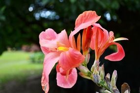 pink flowers in Mawanella in Sri Lanka