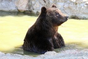 brown bear splashing in water