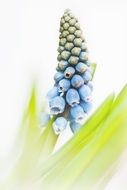 muscari blue spring flowers plant macro photo