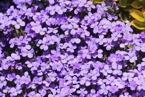 Beautiful and colorful pillow of the flowers