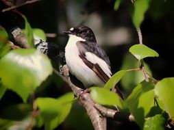 Photo of the Europeon pied fly catcher