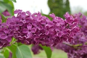 Violent lilac flowere after the rain