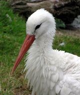 White stork in wildlife