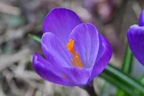 crocus bud close up