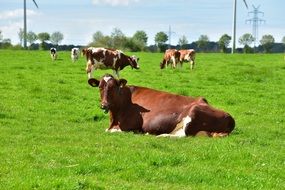 cows feeding on pasture green grass