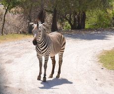 zebra walks in the reserve