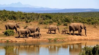 herd of african elephants at a watering hole