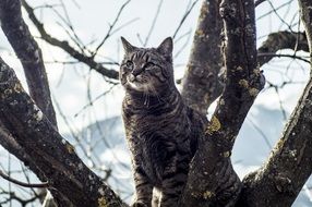 Gray cat on a tree closeup