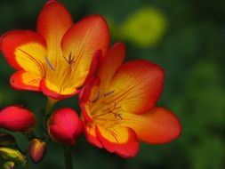 beautiful, delightful and colorful freesia flowers at blurred background