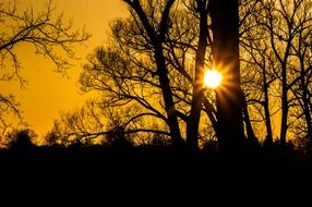 sun rays of sunset in the silhouettes of trees