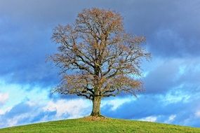 clouds and lonely tree scenic