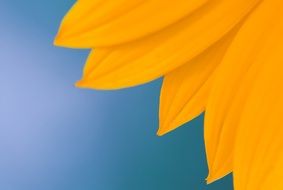 yellow flower petals at blue background