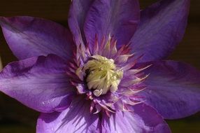 Close-up of the beautiful purple clematis flower in shadow and light