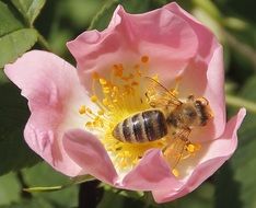 insect on a blooming flower in spring