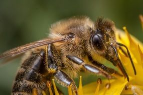 bee collects pollen closeup