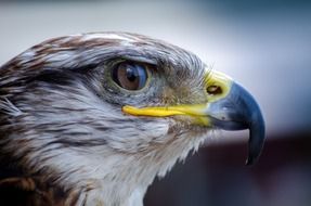 falcon predator portrait