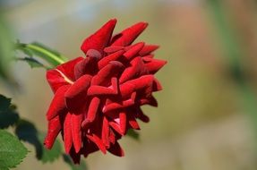red rose flower plant close