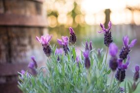 Violent lavender macro recording