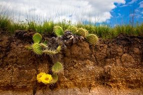 picture of the cactuses in a desert