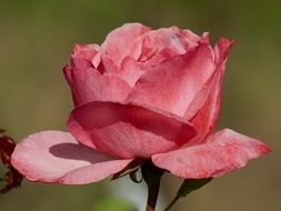 beautiful rosebud