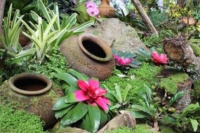 garden landscape in Chiang Mai