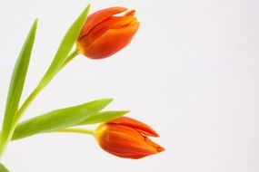 two red tulips on a light background