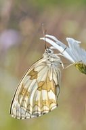 macro butterfly insect