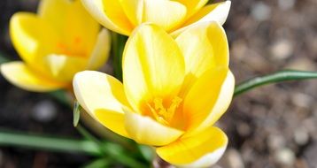 red crocus flowers