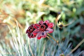 Chocolate flower in nature