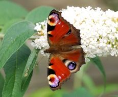 closeup photo of motley peacock butterfly