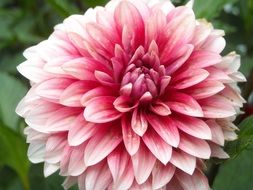 pink-white dahlia closeup