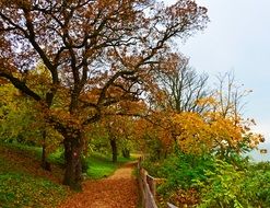 autumn leaves on park ground