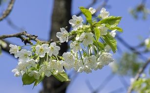 white blossom of the cherry closeup