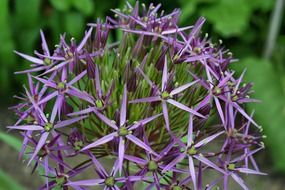 Beautiful blooming violet star flowers among the green leaves