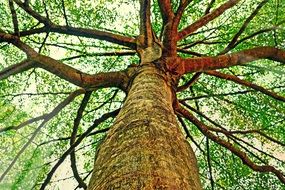 tree trunk with branches at sky