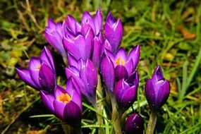 Purple crocuses on green grass