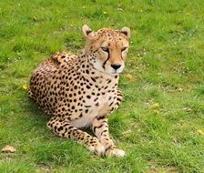 big wild cat lying on green grass