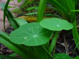 raindrops on a forest plant