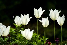 White tulip flower blooms