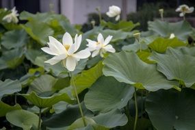 White lotus green leaves pond plant