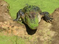 Alligator on a stone in a swamp