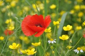 tender red poppy