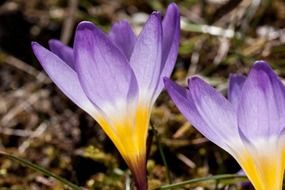 crocus wildform flower