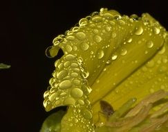 Raindrops on a yellow flower