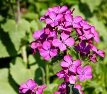 pink bloom on the plant