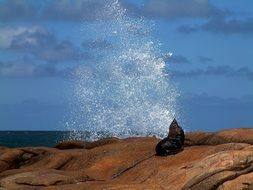 wild sea wolf by the sea