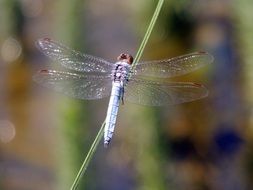 delightful dragonfly insect