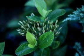 variety of green plants close-up