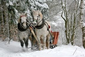 sleigh ride horses